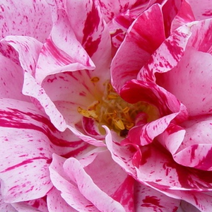 Rosen Gärtnerei - Rosa Ferdinand Pichard - weiß-rot - hybrid perpetual rosen - stark duftend - Rémi Tanne - Diese remontierende (wiederholt blühende) Rose mit ihren gestreiften Blüten ist die Lieblingssorte unserer meisten Kunden. Remontiert hervorragend, ist geeignet für Hecken, Kübel und Bottiche.